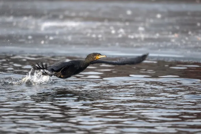 Framed Print : Cormorant (Phalacrocorax carbo)