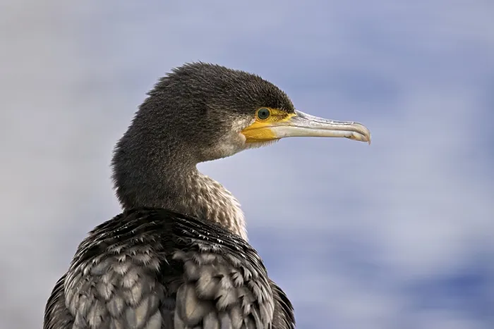 Framed Print : Cormorant (Phalacrocorax carbo)