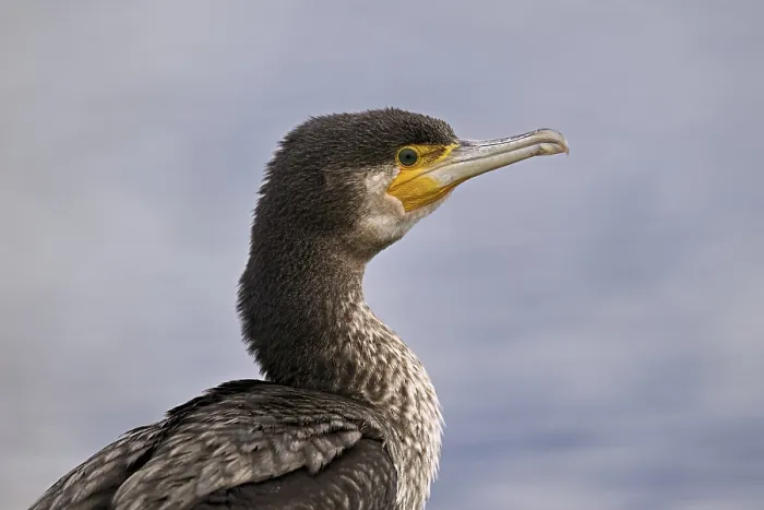 Framed Print : Cormorant (Phalacrocorax carbo) Framed Print : Cormorant (Phalacrocorax carbo)