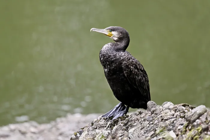 Framed Print : Cormorant (Phalacrocorax carbo) Framed Print : Cormorant (Phalacrocorax carbo)