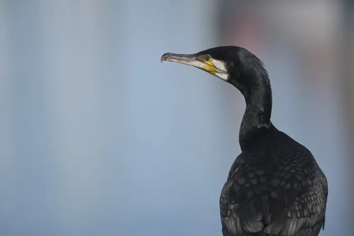 Framed Print : Cormorant (Phalacrocorax carbo) Framed Print : Cormorant (Phalacrocorax carbo)
