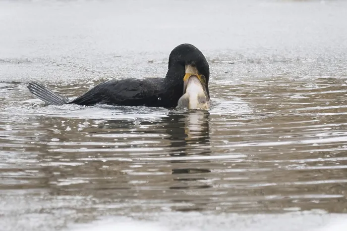 Framed Print : A cormorant (Phalacrocorax carbo) catches a fish in icy water surrounded by a wintry environment Framed Print : A cormorant (Phalacrocorax carbo) catches a fish in icy water surrounded by a wintry environment