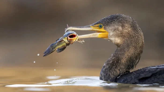 Framed Print : Cormorant (Phalacrocorax carbo) with catfish as prey