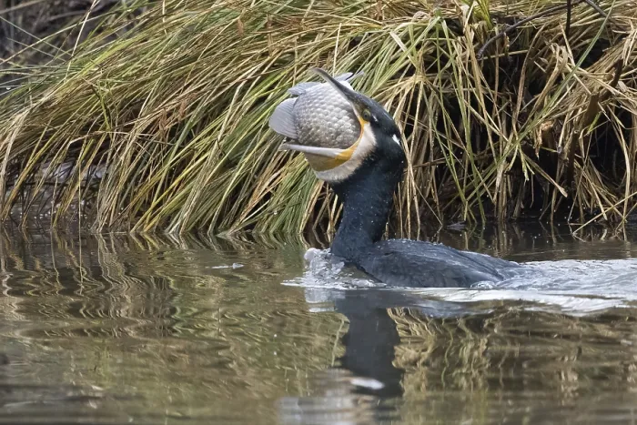 Framed Print : Cormorant (Phalacrocorax carbo) with fish in its beak in reedy waters