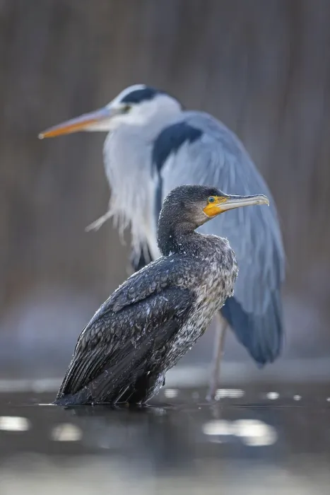 Framed Print : Cormorant (Phalacrocorax carbo) and grey heron (Ardea cinerea) sitting Framed Print : Cormorant (Phalacrocorax carbo) and grey heron (Ardea cinerea) sitting
