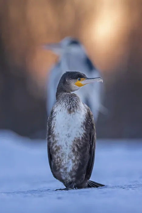 Framed Print : Cormorant (Phalacrocorax carbo) and grey heron (Ardea cinerea) sitting