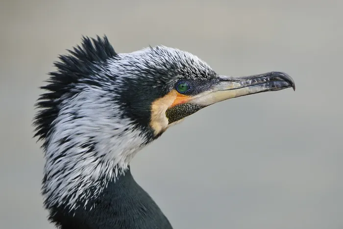 Framed Print : Cormorant (Phalacrocorax carbo), portrait