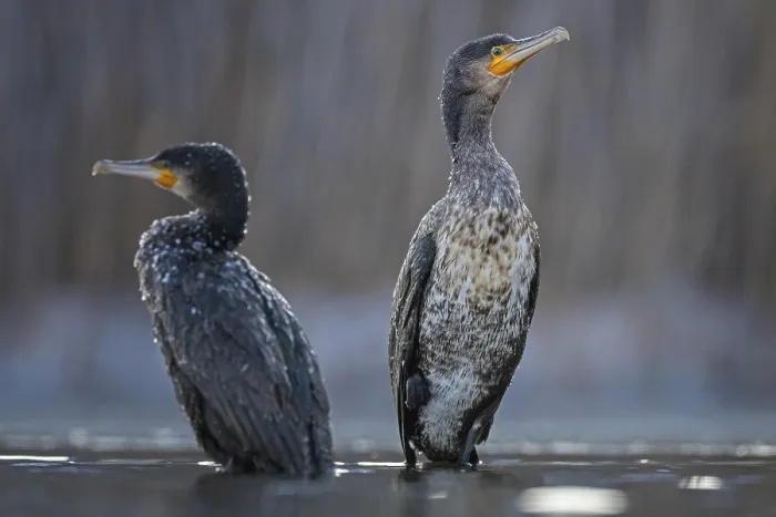 Framed Print : Cormorant (Phalacrocorax carbo) sitting