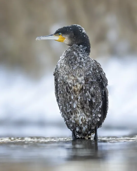 Framed Print : Cormorant (Phalacrocorax carbo) sitting