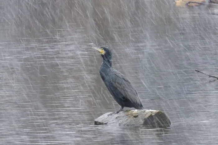 Framed Print : Cormorant (Phalacrocorax carbo) in a snowstorm in the river Lahn