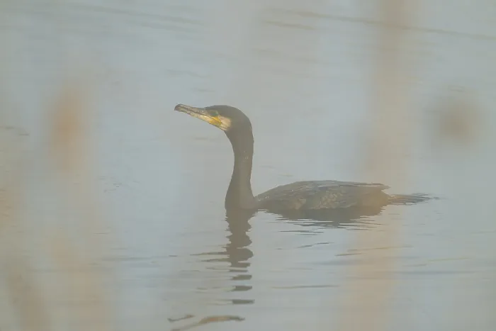 Framed Print : Cormorant (Phalacrocorax carbo) swimming on a lake