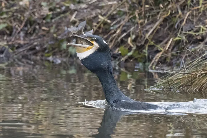 Framed Print : Cormorant (Phalacrocorax carbo) in the water devouring a fish Framed Print : Cormorant (Phalacrocorax carbo) in the water devouring a fish