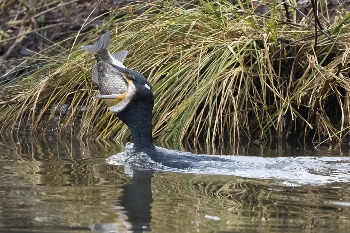 Framed Print : Cormorant (Phalacrocorax carbo) in the water with fish in its beak