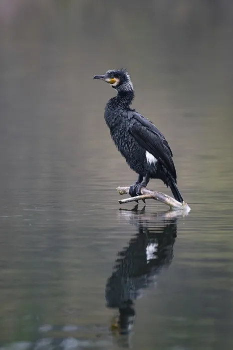 Framed Print : A cormorant sitting on a branch in the water