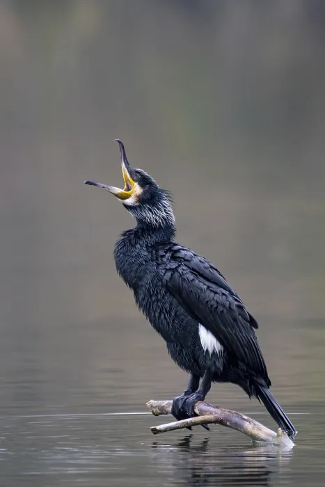 Framed Print : A cormorant sitting on a branch in the water