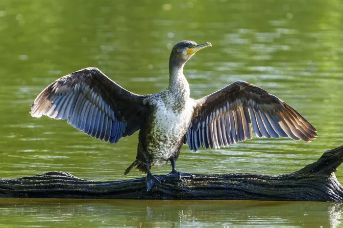 Framed Print : Cormorant with spread wings on a tree trunk against a green background
