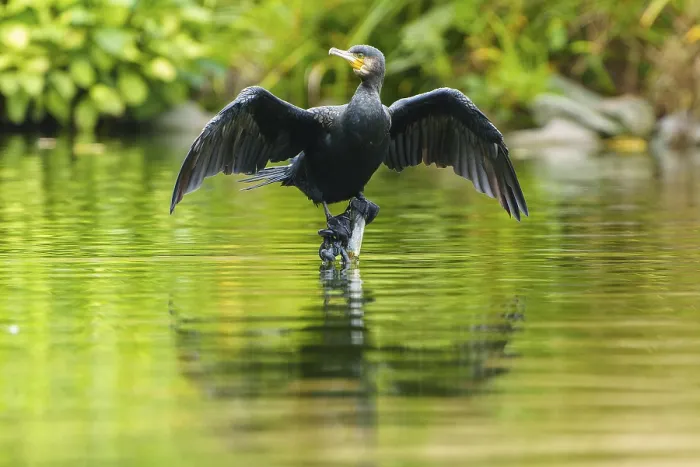 Framed Print : Cormorant standing with open wings above its reflection