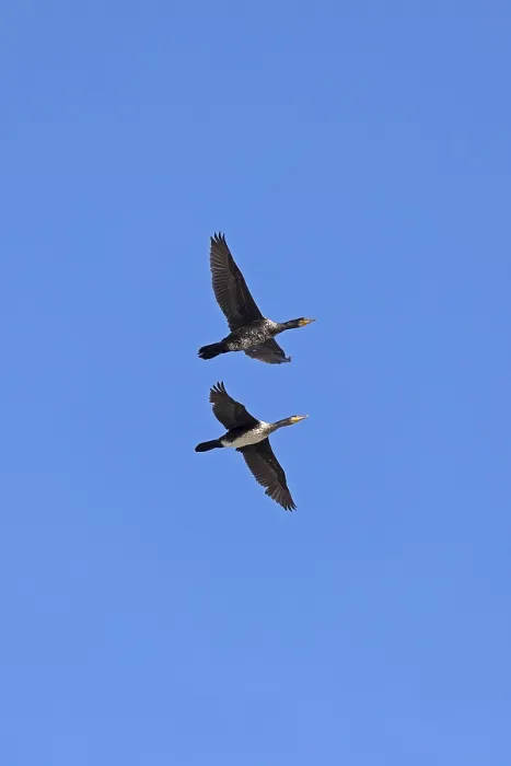 Framed Print : Cormorants (Phalacrocorax carbo) in flight Framed Print : Cormorants (Phalacrocorax carbo) in flight