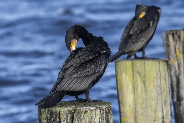 Framed Print : Cormorants (Phalacrocorax carbo) sitting on groynes