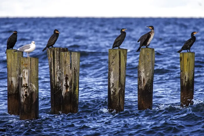 Framed Print : Cormorants (Phalacrocorax carbo) sitting on groynes