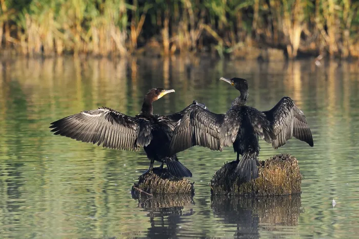 Framed Print : Cormorants (Phalacrocorax carbo) sitting on tree stumps in the water and drying their feathers