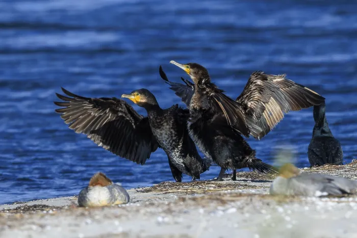 Framed Print : Two cormorants present themselves with spread wings in front of the sea horizon
