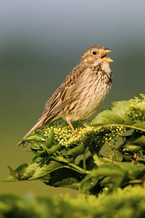 Framed Print : Corn Bunting