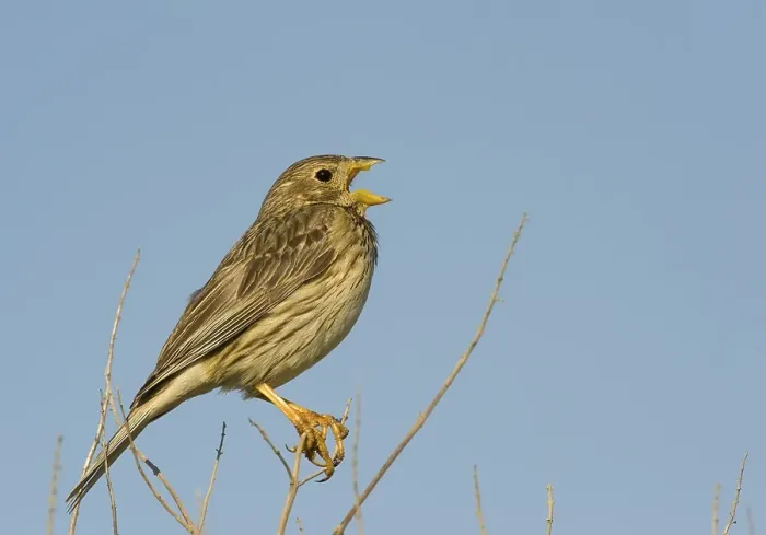 Framed Print : Corn bunting (Emberiza calandra)