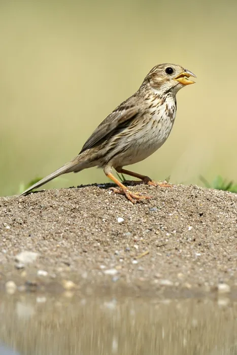 Framed Print : Corn Bunting (Emberiza calandra)