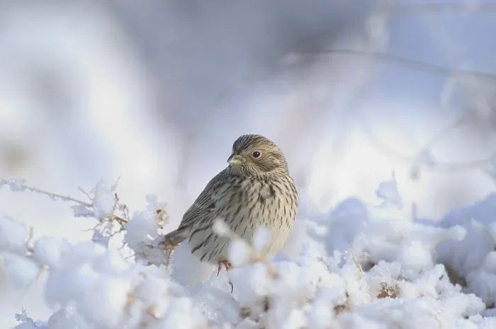 Framed Print : Corn bunting (Emberiza calandra)