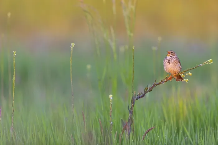Framed Print : Corn Bunting, Miliaria calandra Framed Print : Corn Bunting, Miliaria calandra