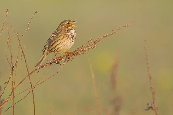 Framed Print : Corn Bunting, Miliaria calandra Framed Print : Corn Bunting, Miliaria calandra