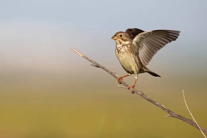 Framed Print : Corn bunting (Miliaria calandra) adult