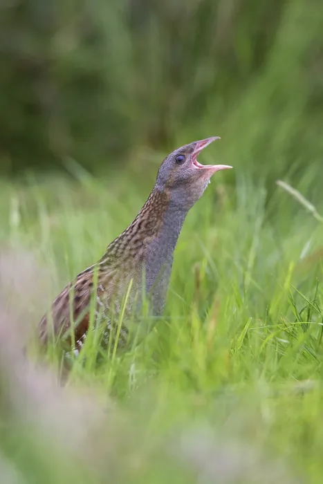 Framed Print : Corn Crake (Crex crex) male calling