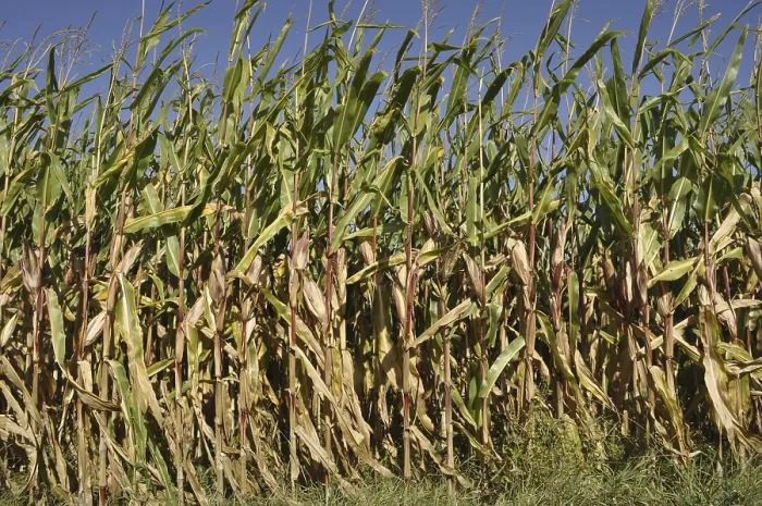 Framed Print : Corn field
