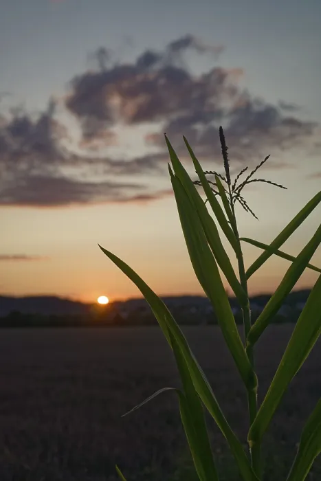Framed Print : Corn field at dusk, sunset, clouds Framed Print : Corn field at dusk, sunset, clouds