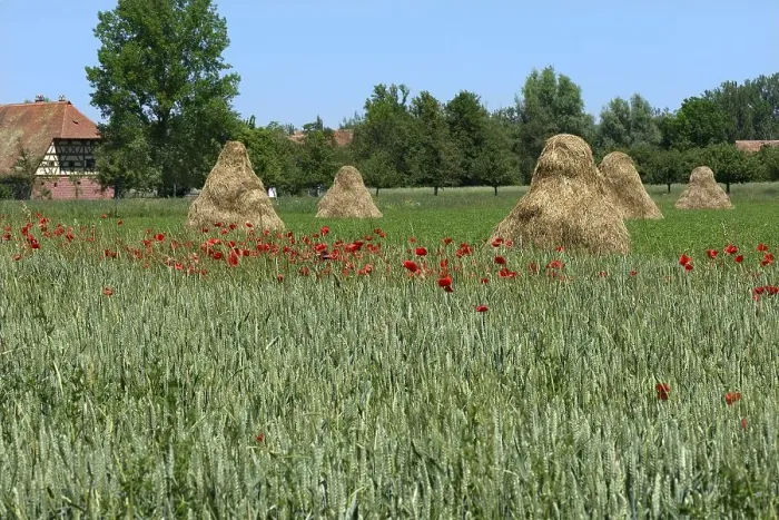 Framed Print : Corn poppy flowers (Papaver rhoeas) in a green cornfield