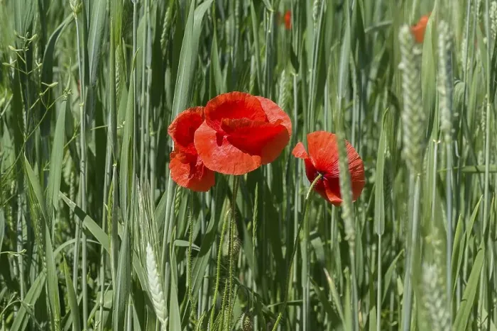 Framed Print : Corn poppy flowers (Papaver rhoeas) in a green cornfield Framed Print : Corn poppy flowers (Papaver rhoeas) in a green cornfield