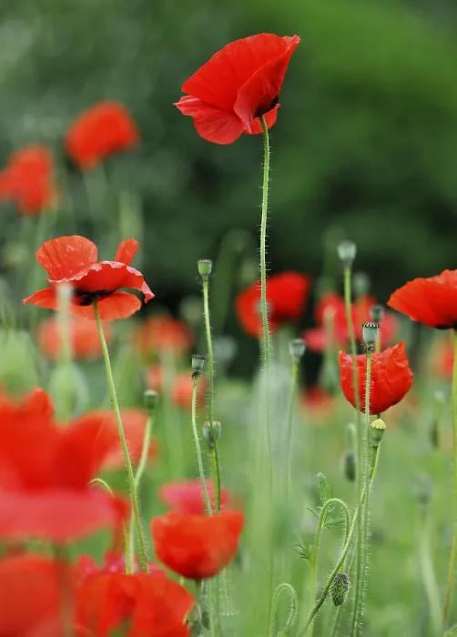 Framed Print : Corn poppy (Papaver rhoeas)