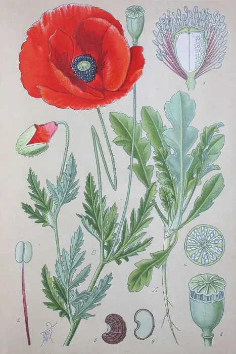 Framed Print : Corn poppy (Papaver rhoeas), historical illustration from 1885