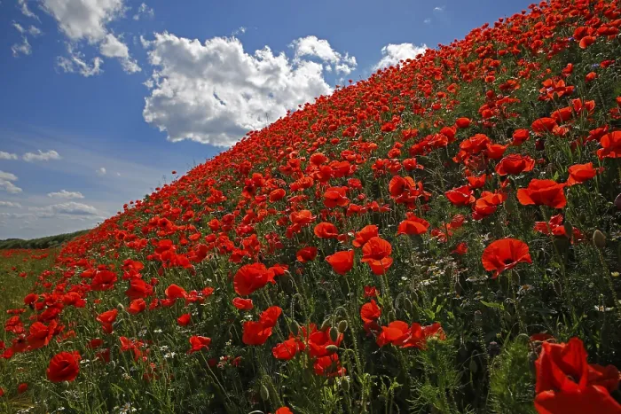 Framed Print : Corn poppy (Papaver rhoeas) on a slope Framed Print : Corn poppy (Papaver rhoeas) on a slope