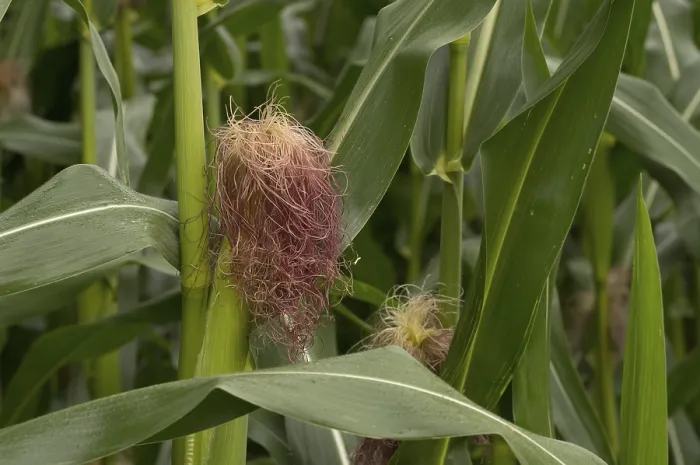 Framed Print : Corn silk growing from a young ear of corn on a corn plant in a field