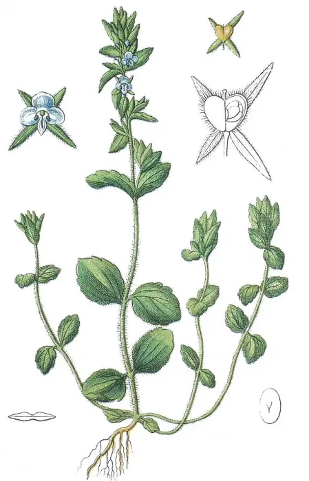 Framed Print : Corn speedwell, Common speedwell (Veronica arvensis)