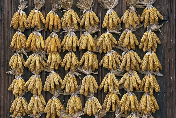 Framed Print : Corn (Zea mays) cobs hanging to dry on a barn door