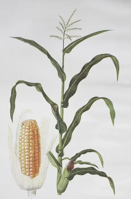Framed Print : Corn (Zea mays), Corn plant, Corn