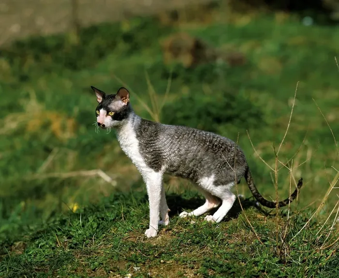 Framed Print : Cornish Rex Domestic Cat