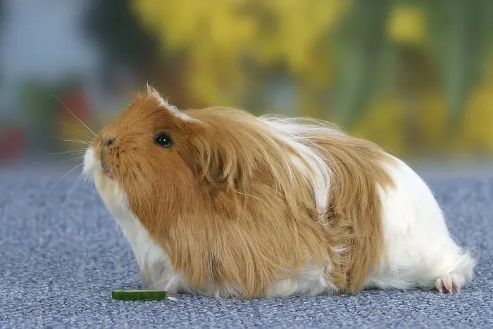 Framed Print : Coronet Guinea Pig, red-white
