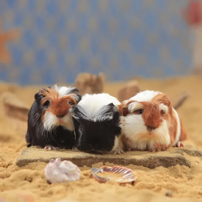 Framed Print : Coronet guinea pigs, tortie-white and red-white