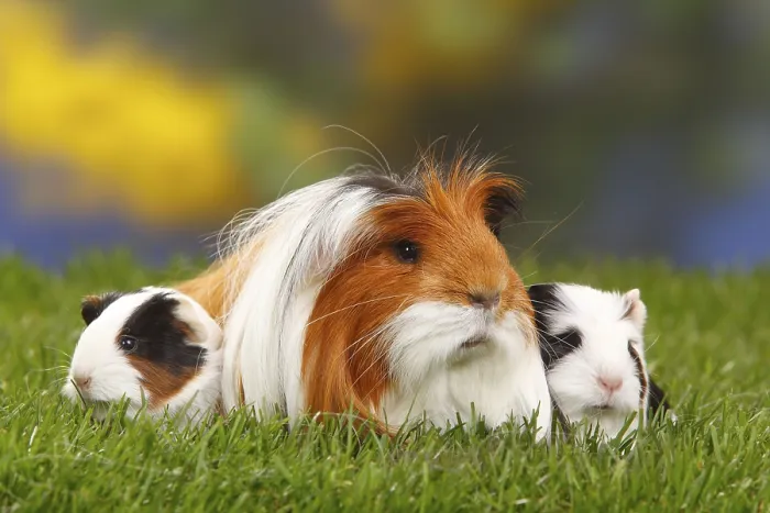 Framed Print : Coronet guinea pigs, tortoiseshell with white Framed Print : Coronet guinea pigs, tortoiseshell with white