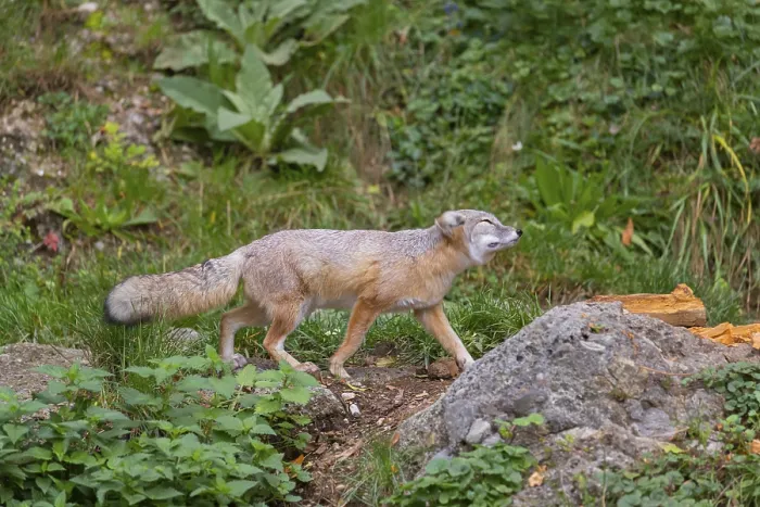 Framed Print : One corsac fox (Vulpes corsac) walking through green vegetation on hilly ground
